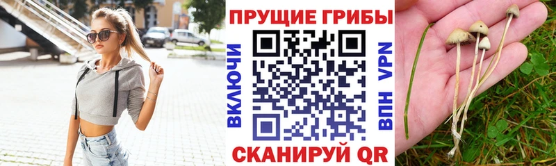 кракен Выкса Псилоцибиновые грибы Psilocybe купить